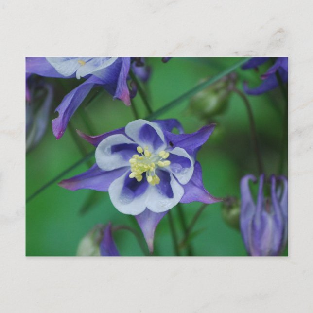 Blue and White Columbine Flowers  Postcard (Front)