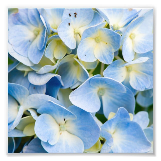 Blue and White Hydrangea Flower Photo Print (Front)