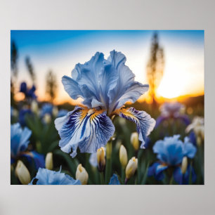 Blue and White Iris During the Golden Hour Poster