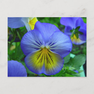 Blue and Yellow Flower Postcard