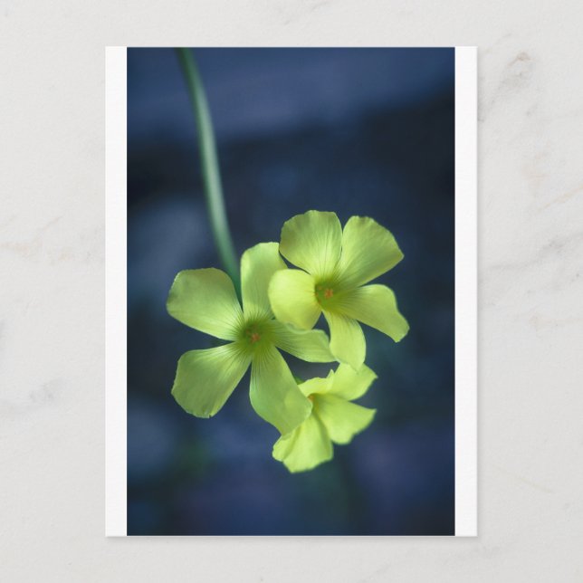 Blue and Yellow Flowers Postcard (Front)
