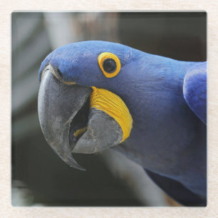 Blue And Yellow Hyacinth Macaw Parrot Glass Coaster