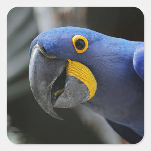 Blue And Yellow Hyacinth Macaw Parrot Square Sticker