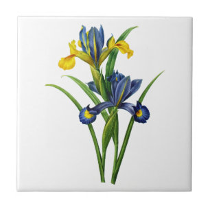 Blue and Yellow Iris By Redoute Ceramic Tile