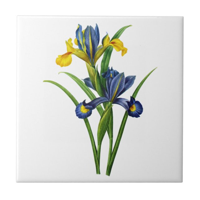 Blue and Yellow Iris By Redoute Ceramic Tile (Front)