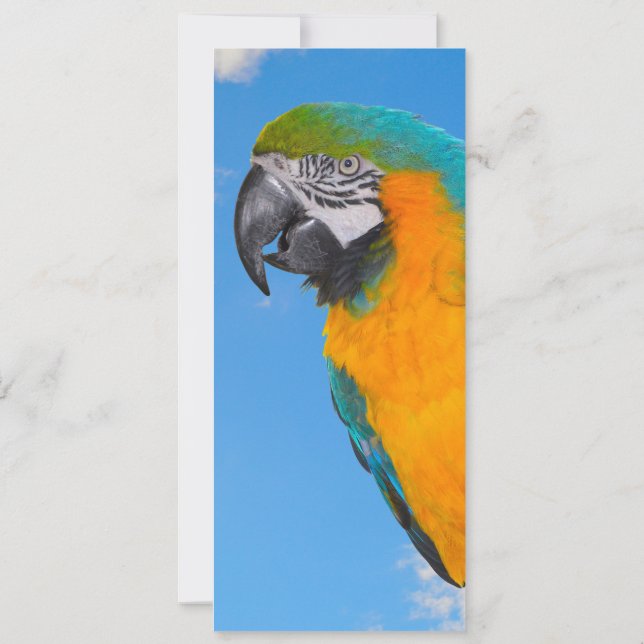 Blue and yellow macaw  (Back)