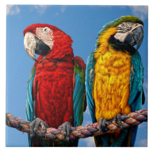 Blue and yellow macaw and a Scarlet macaw Ceramic Tile