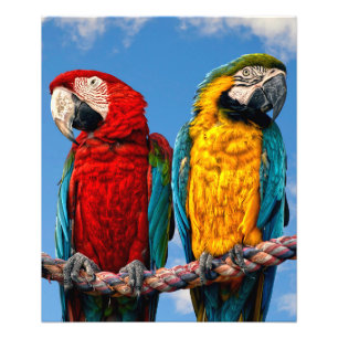 Blue and yellow macaw and a Scarlet macaw Photo Print