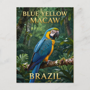 🦜 Blue-and-Yellow Macaw Brazilian Rainforest Postcard