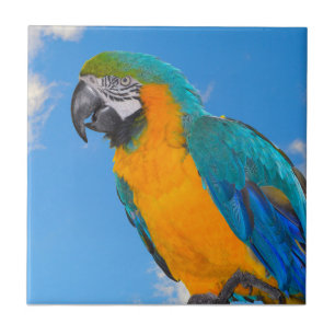 Blue and yellow macaw ceramic tile