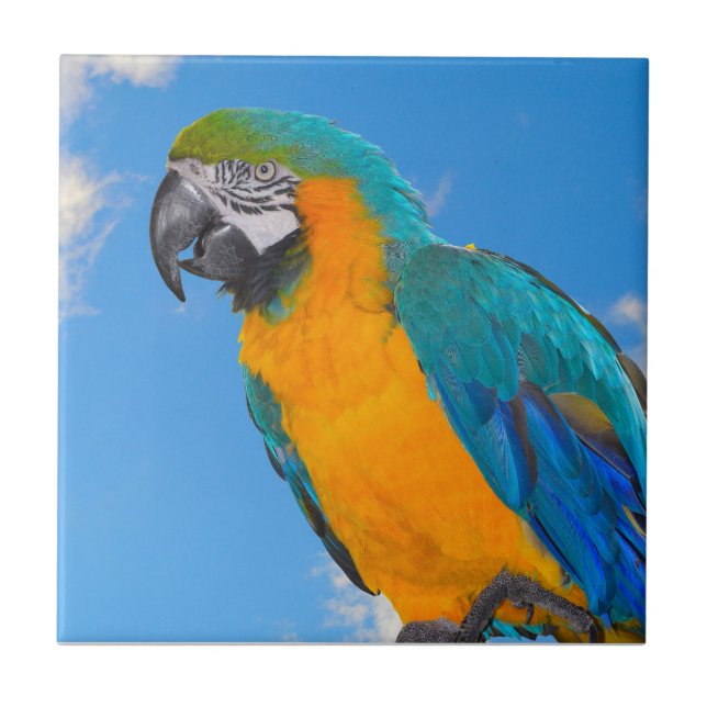Blue and yellow macaw  ceramic tile (Front)