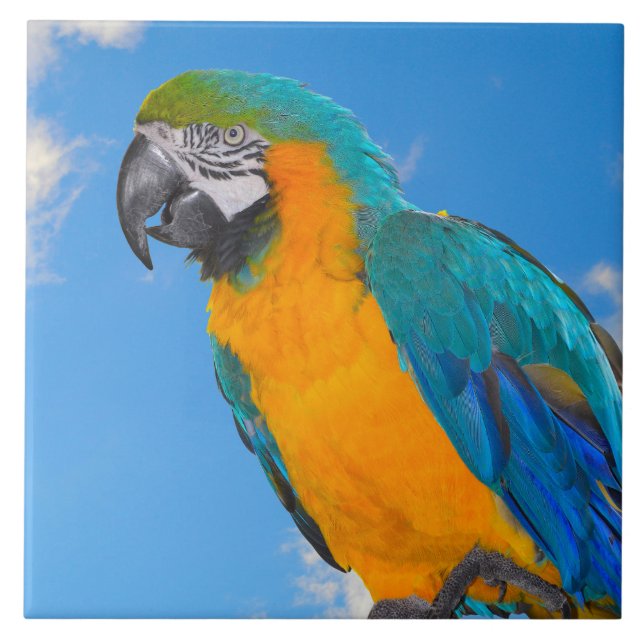 Blue and yellow macaw  ceramic tile (Front)