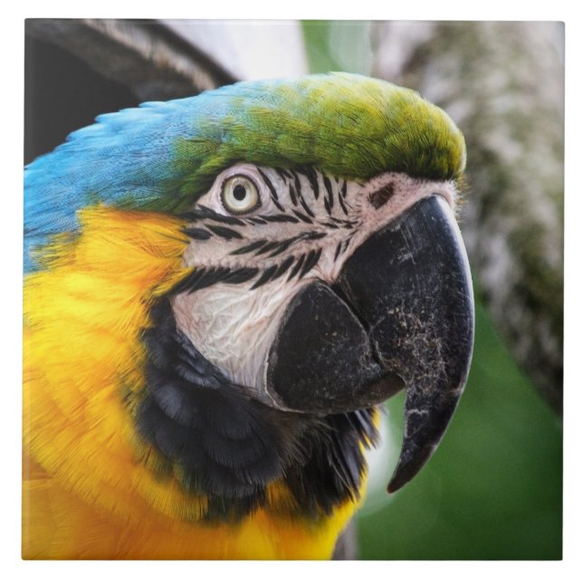 Blue and yellow macaw ceramic tile (Front)