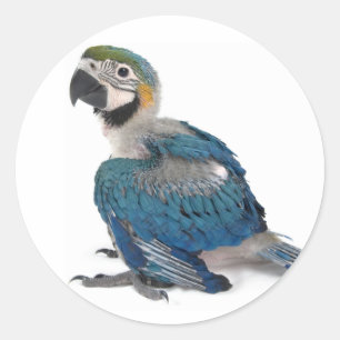 Blue and yellow Macaw Classic Round Sticker