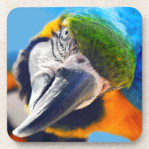Blue and Yellow Macaw Coasters