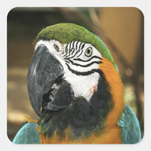 Blue and Yellow Macaw from Amazon Square Sticker