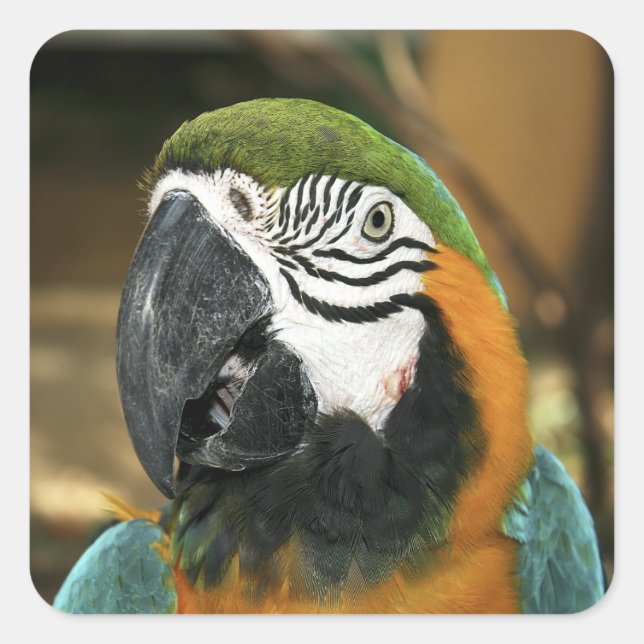 Blue and Yellow Macaw from Amazon Square Sticker (Front)
