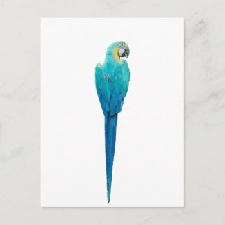Blue and Yellow Macaw from Junglewalk.com Postcard