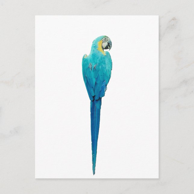 Blue and Yellow Macaw from Junglewalk.com Postcard (Front)