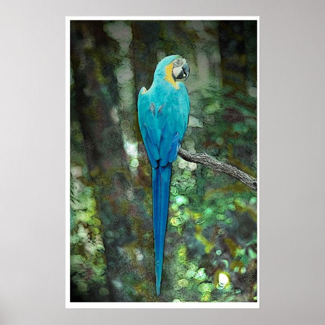 Blue-and-yellow-macaw from JungleWalk.com Poster (Front)