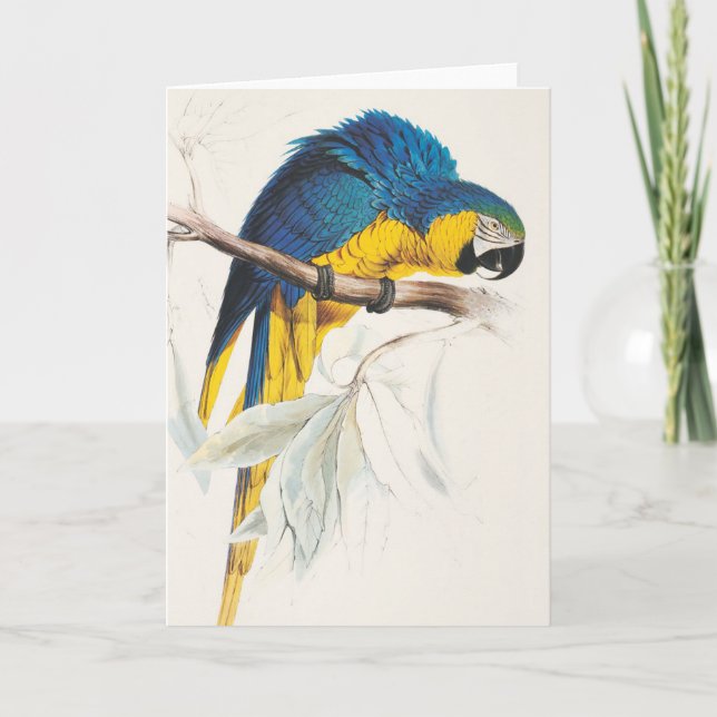 Blue and Yellow Macaw Greeting Card (Front)