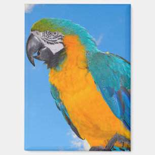 Blue and yellow macaw magnet