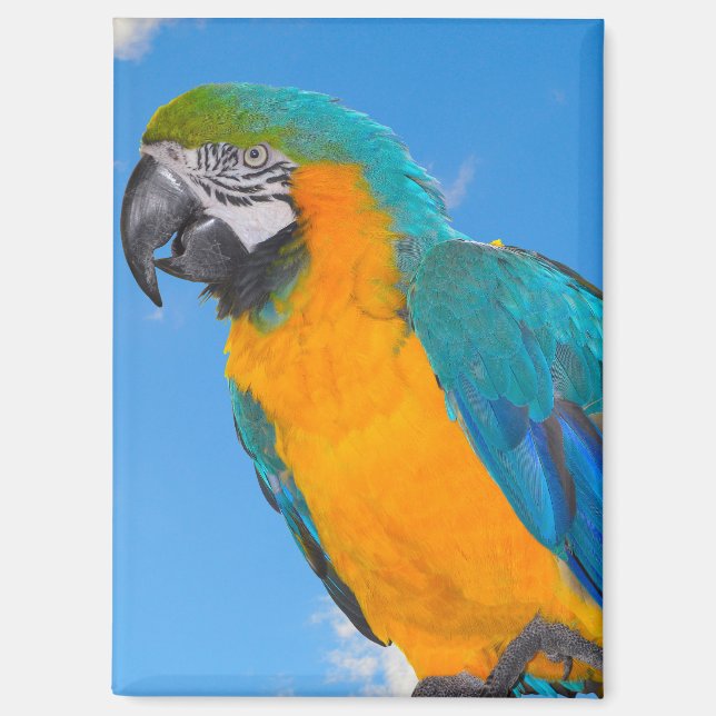 Blue and yellow macaw  magnet (Front)