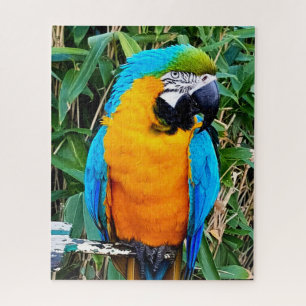Blue and Yellow Macaw Parrot Jigsaw Puzzle