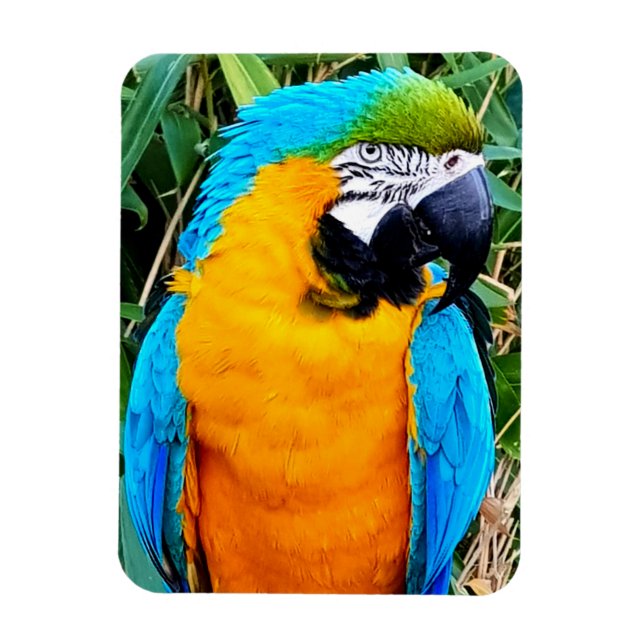 Blue and Yellow Macaw Parrot Magnet (Vertical)