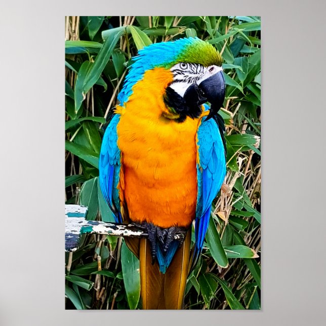 Blue and Yellow Macaw Parrot Poster (Front)