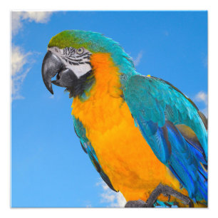 Blue and yellow macaw photo print