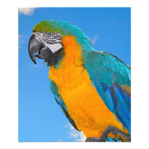 Blue and yellow macaw photo print