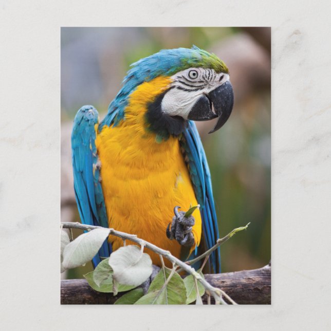 Blue and Yellow Macaw Postcard (Front)