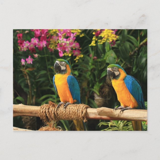 Blue and Yellow Macaw  Postcard (Front)