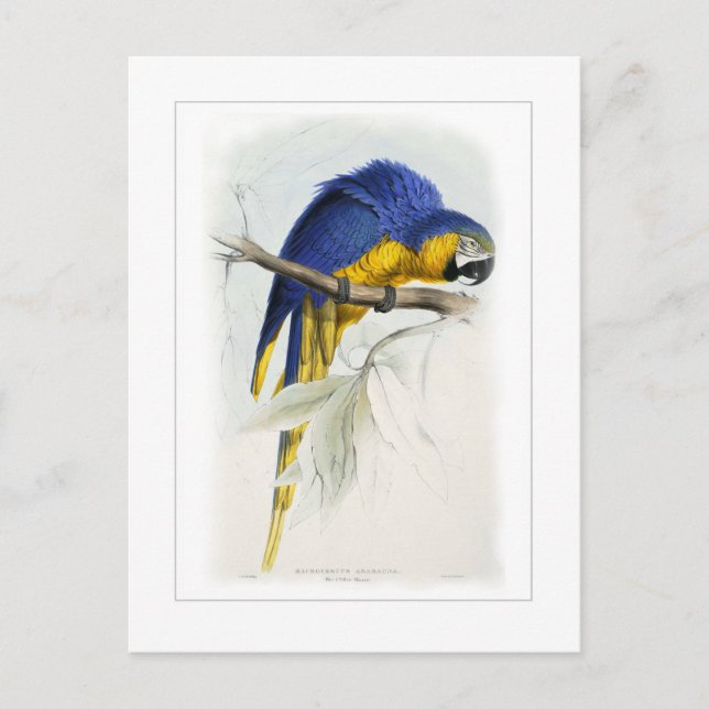 Blue and yellow macaw postcard (Front)
