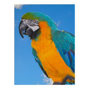 Blue and yellow macaw poster