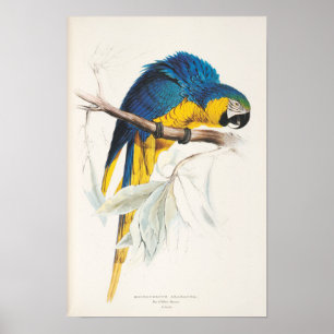 Blue and Yellow Macaw Poster