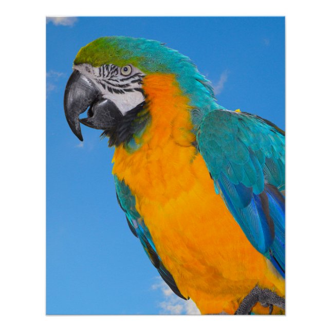 Blue and yellow macaw poster (Front)