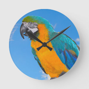 Blue and yellow macaw round clock