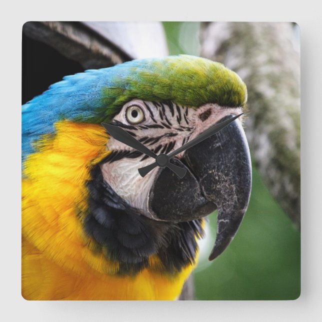 Blue and yellow macaw square wall clock (Front)