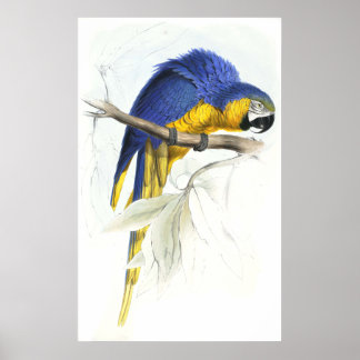 Blue and Yellow Maccaw by Edward Lear Poster