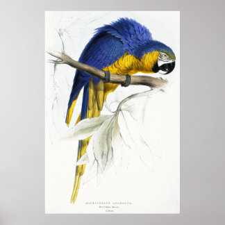 Blue and Yellow Maccaw Poster