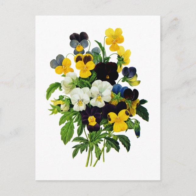 Blue and Yellow Pansies by Pierre Joseph Redoute Postcard (Front)