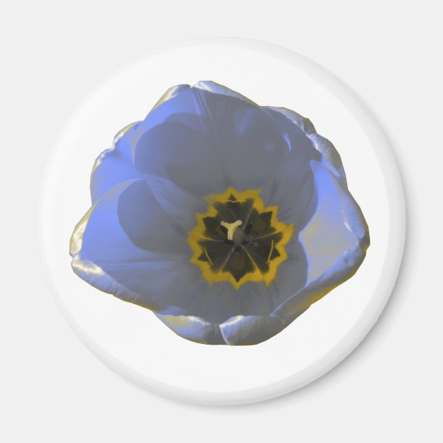 Blue and Yellow Tulip Magnet (Front)