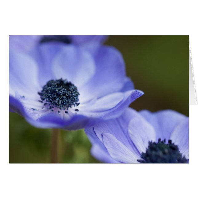 Blue Anemone (Front Horizontal)