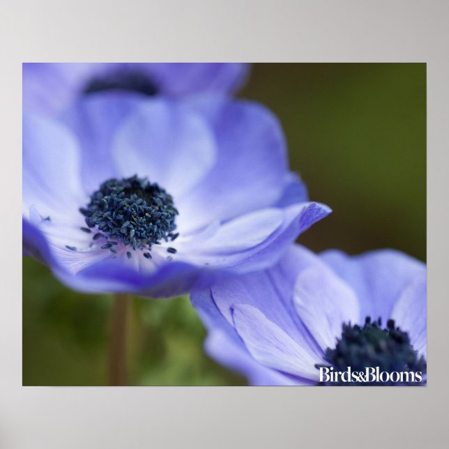 Blue Anemone Poster (Front)