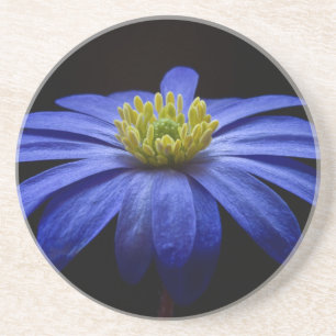 Blue Balkan Anemone flower Coaster