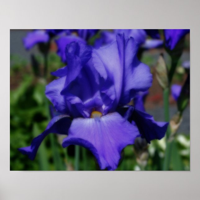Blue Bearded Iris Flower Poster (Front)