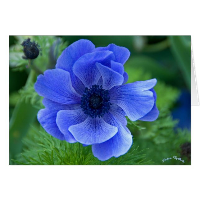 Blue Beauty (Front Horizontal)