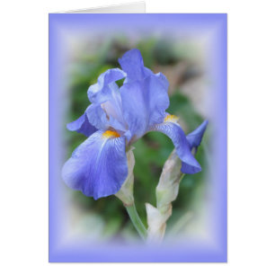 Blue Beauty - Iris